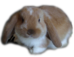 Busco, Coniglio piscione